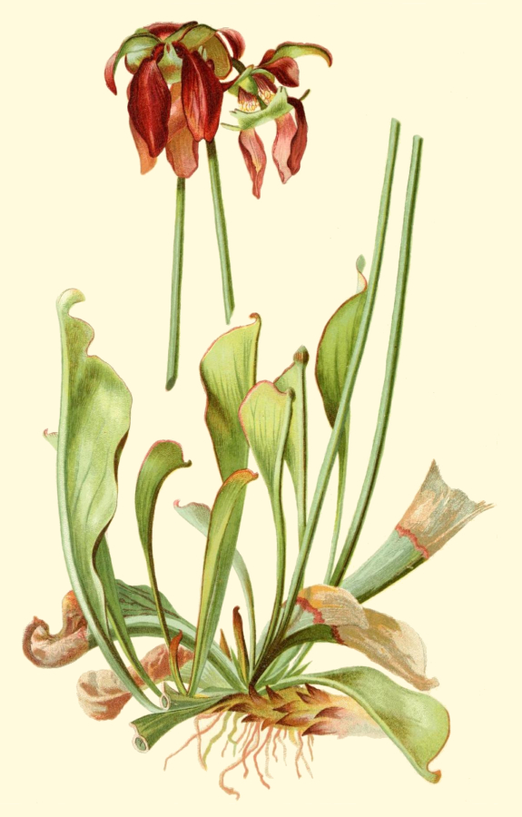 Parrot-Headed Pitcher Plant Drawing