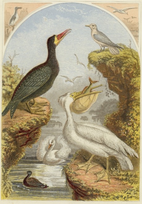 Drawing of a Gathering of Shorebirds