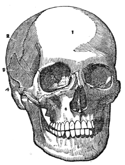Vintage Skull Drawing