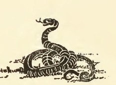 Cool Snake Drawing