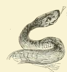 Snake Head Drawing