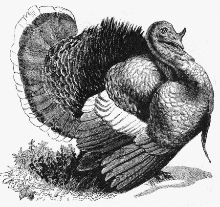Male Turkey Drawing