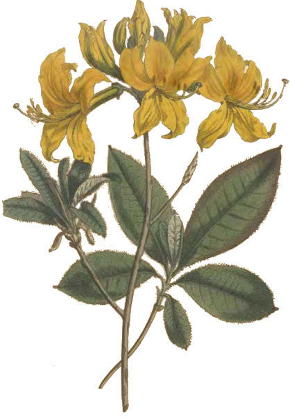 Yellow Azalea Drawing