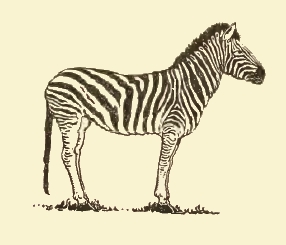 Simple Zebra Drawing