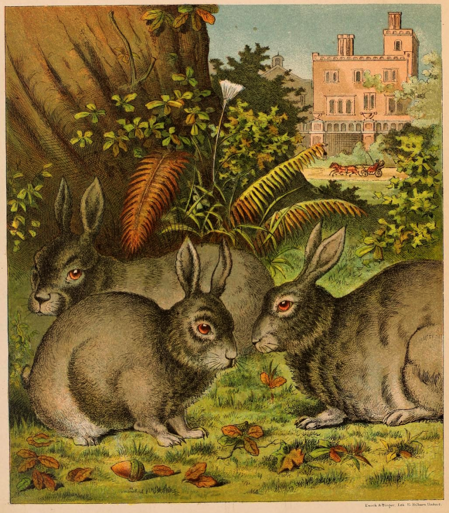 rabbits-and-acorns