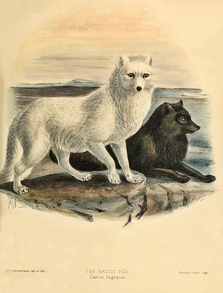 arctic fox drawing