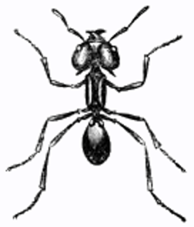 brazilian umbrella ant