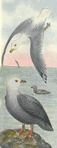 gulls drawing of a short-billed gull and a Heermann Gull