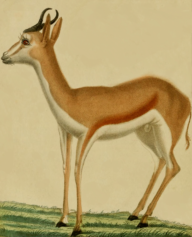 antelope-drawing-from-an-1822-natural-history-dictionary