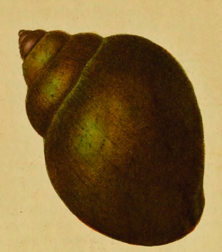 apple-snail-shell