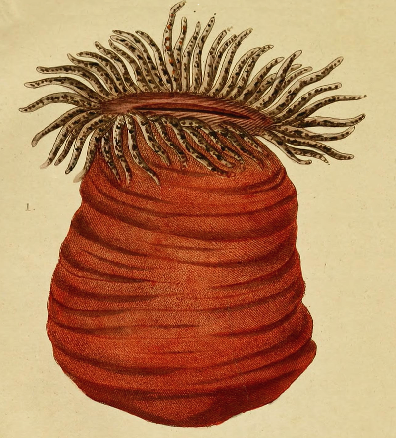 Orange Sea Anemone Drawing from 1822