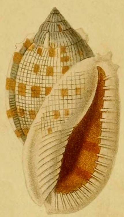 white and yellow shell drawing