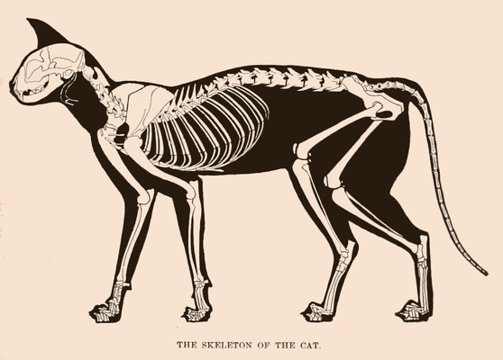 cat skeleton drawing