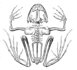frog skeleton drawing