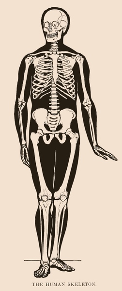 skeleton drawing full body