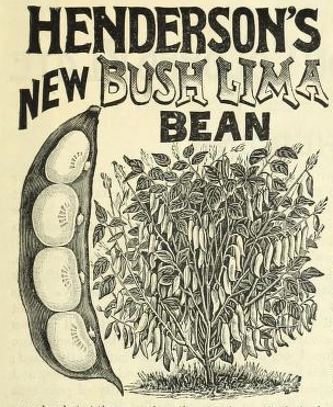 lima beans advertising image