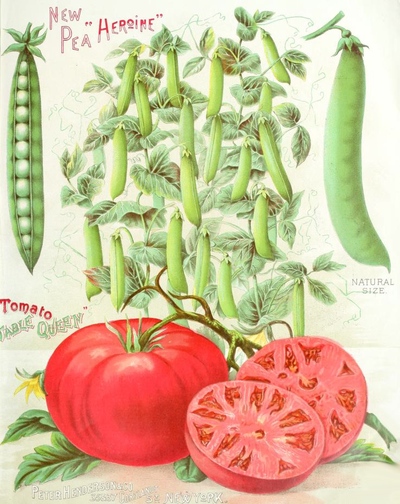 peas-tomatoes