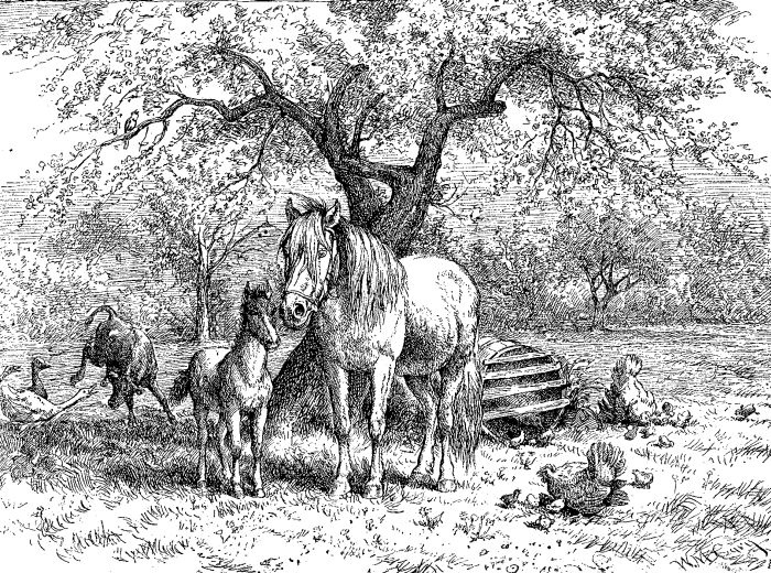 Farm Animals Drawing Farm Animals Drawing
