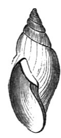 marsh-snail