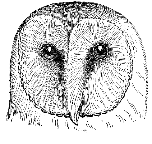 barn owl drawing
