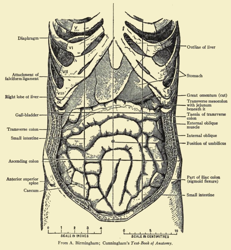 Abdomen Drawing