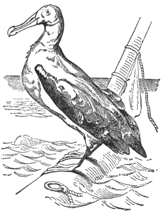 Vintage Bird Drawing 111