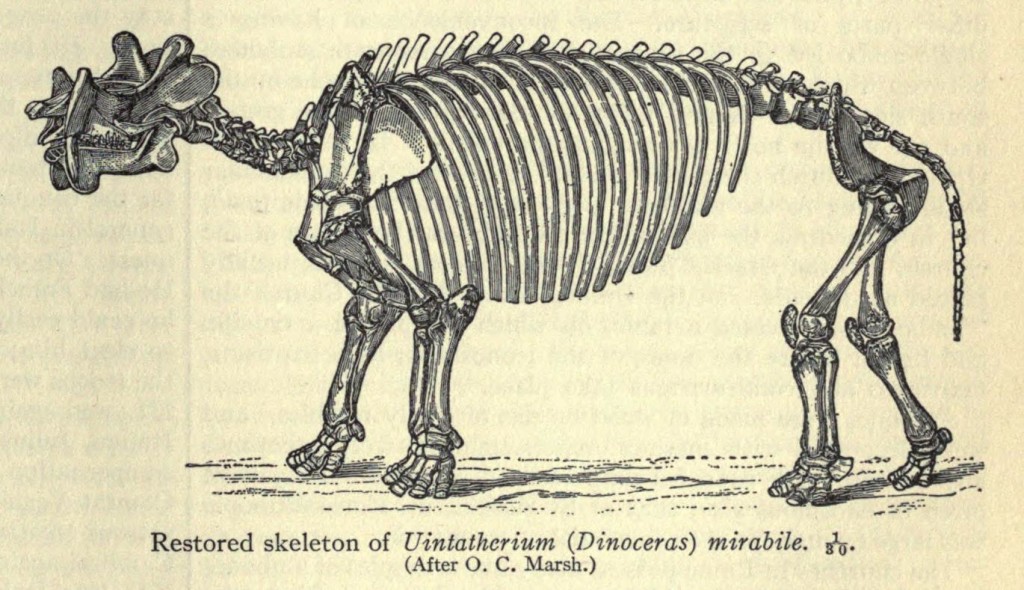amblypoda-skeleton