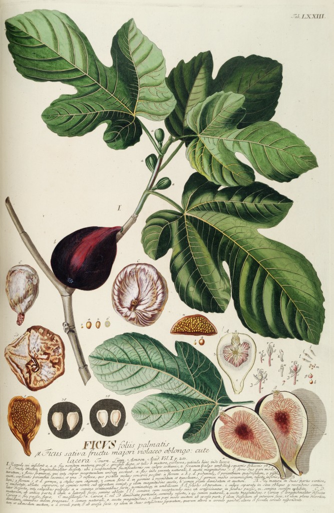 fig-plant-ehret