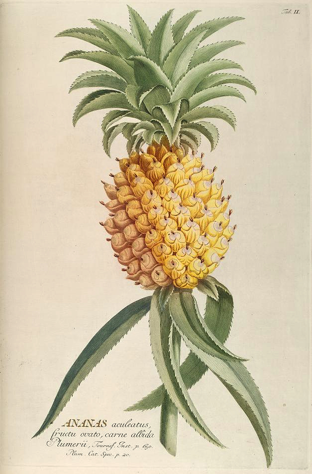 pineapple-ehret