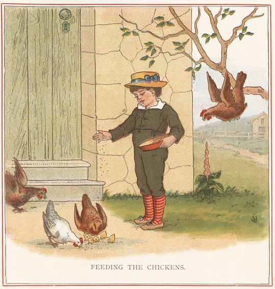 boy-feeding-chickens