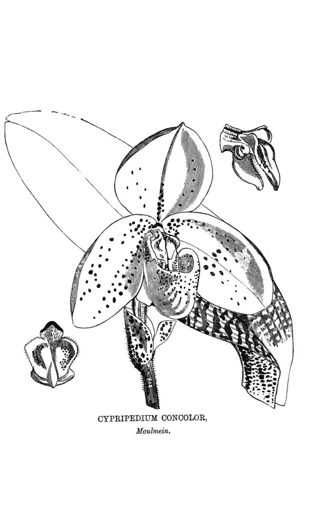 cypripedium-concolor