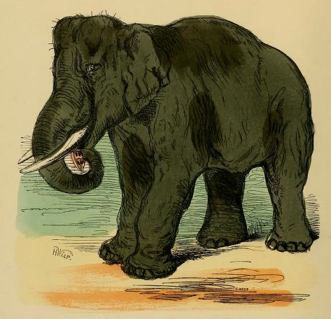 grey-elephant