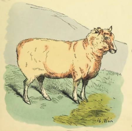 Sheep Drawing 