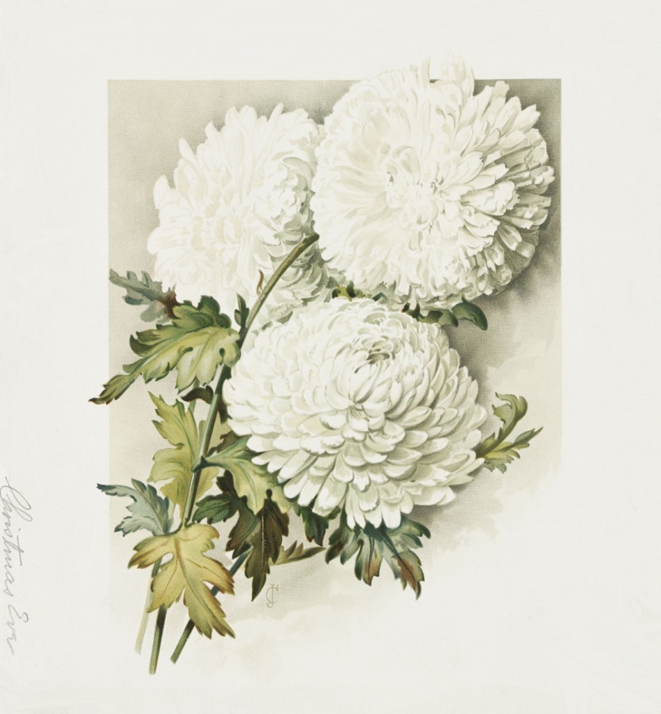 christmas-chrysanthemum