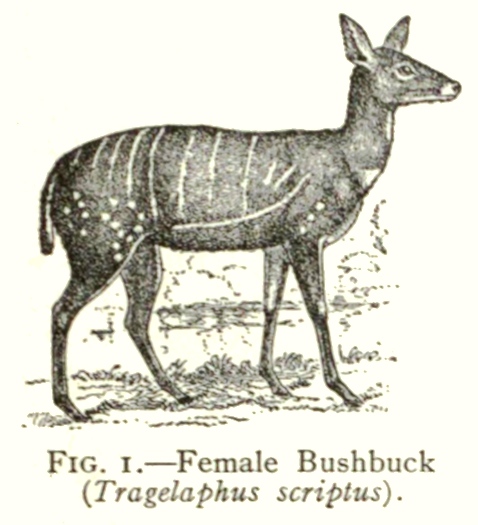 bushbuck