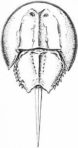 Horseshoe Crab Drawing