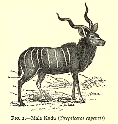 kudu-antelope