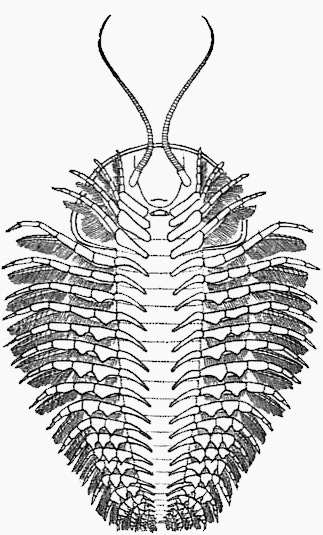 trilobite-ventral