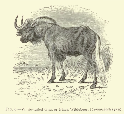 white-tailed-gnu