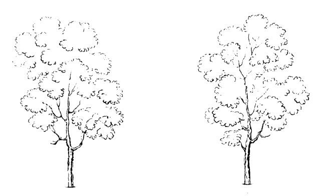 simple tree drawings