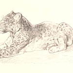 public domain leopard drawing