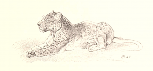 public domain leopard drawing