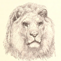 stunning lion head portrait