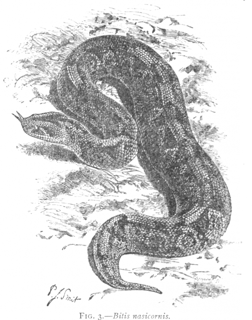 bitis nasicornis - vintage viper drawing