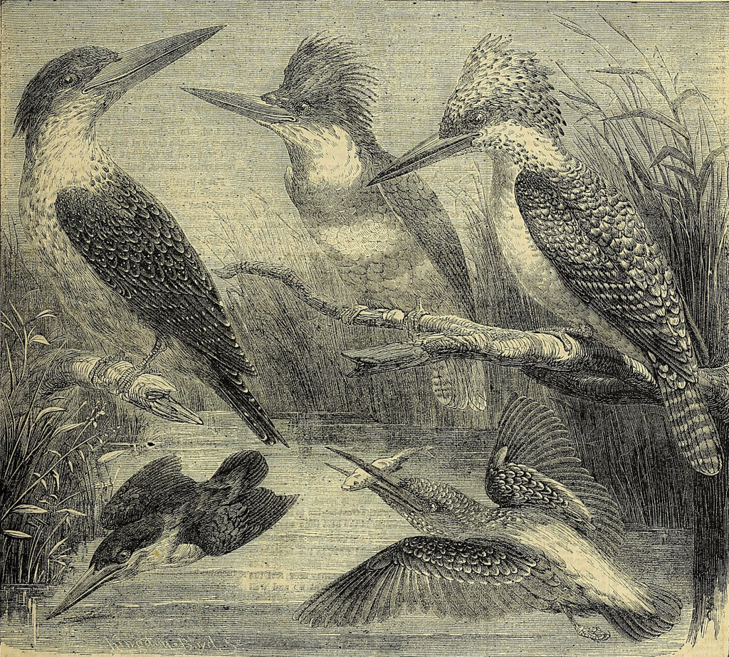vintage kingfishers engraving
