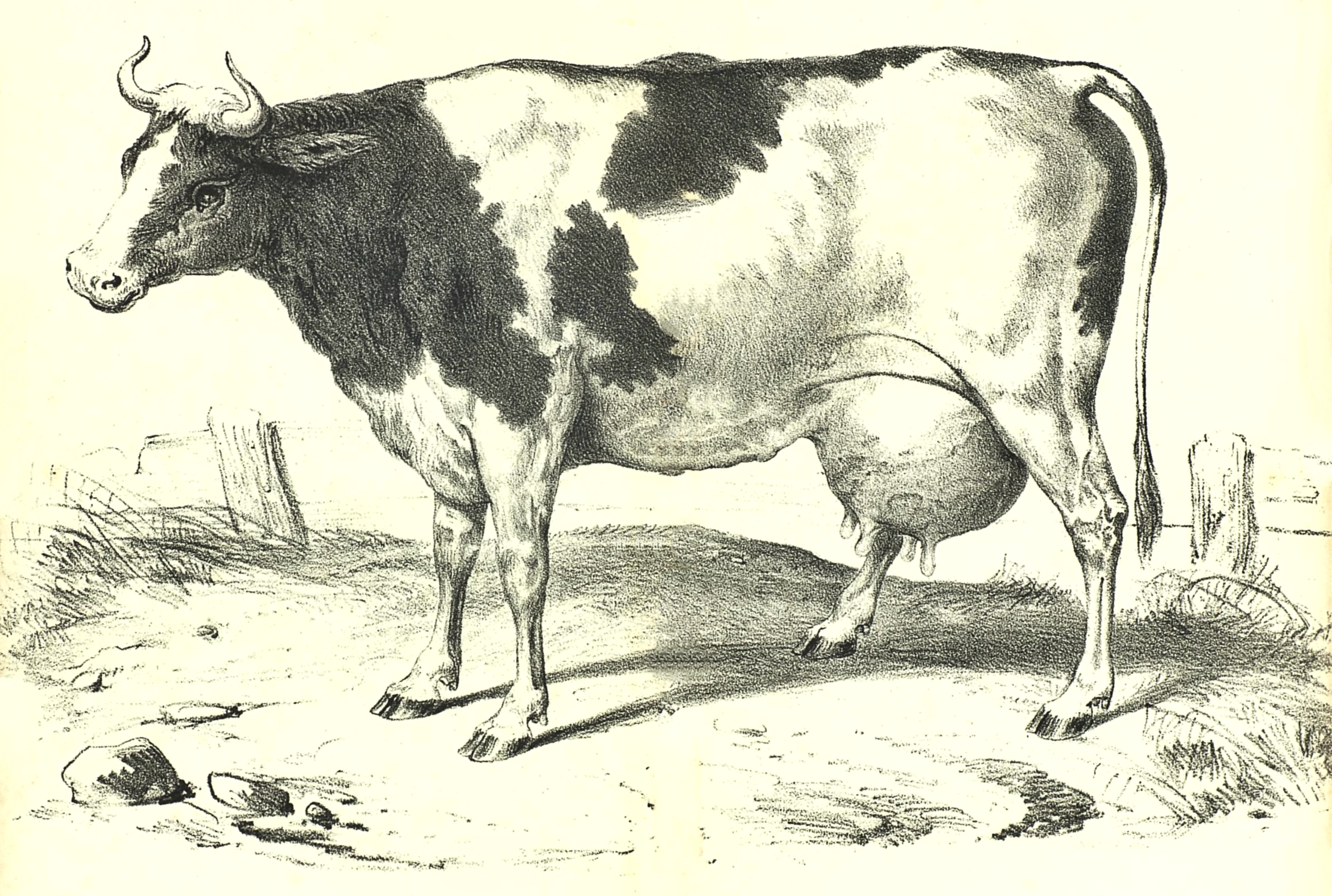 Sweet Vintage Milk Cow Drawing from 1857 and Shared by Reusable Art
