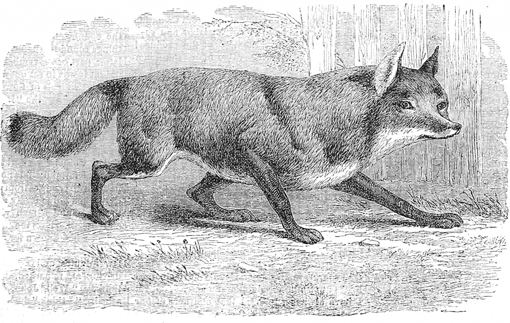 vintage red fox engraving