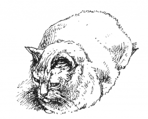 Simple Cat Drawing by Harrison Weir