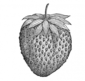 vintage strawberry drawing