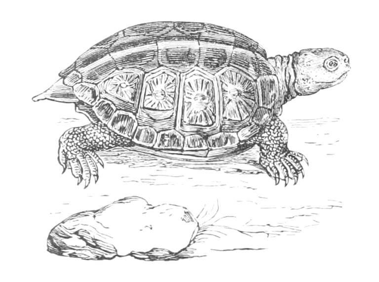 Vintage Box Turtle Drawing from an 1856 Natural History Encyclopedia